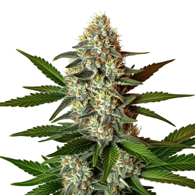 Z OG 2.0 Cannabis Extraction - Seeds Pack: 50-seeds