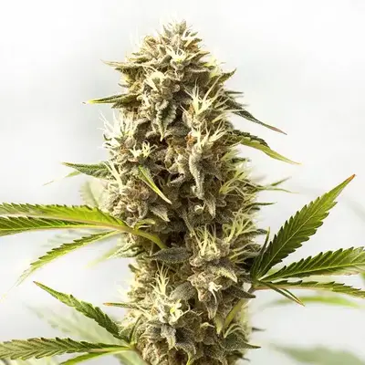Kosher Kush x Tangerine - Seeds Pack: 1-seed