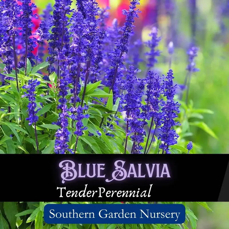 Blue Salvia Flower Seed Pack, Blue Sage, Salvia farinacea, Hummingbird & Butterfly Garden Essential for a Pollinator-Friendly...