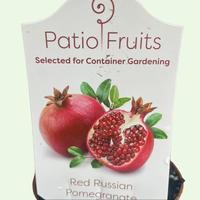Red Russian Pomegranate Patio Plant - Perfect for Your Garden and Easy Growing in Zones 6 to 11