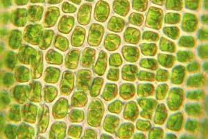 Diploma in Plant Cell Bioprocessing