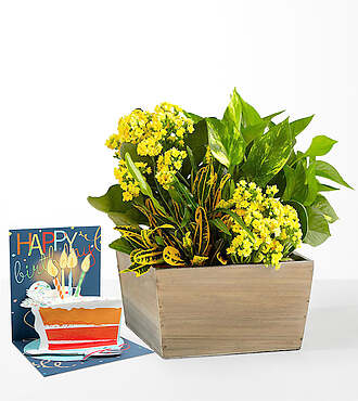 Sunshine and Joy Garden and Birthday Pop Up Card - FedEx