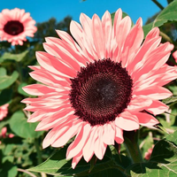 50pcs Non-GMO Pink Sunflower Seeds for Planting - High Germination Rate - Heirloom Flower Variety for Your Beautiful Garden P...