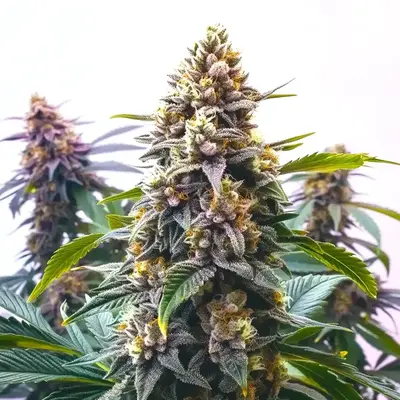 Blue Moonrock - Seeds Pack: 25-seeds