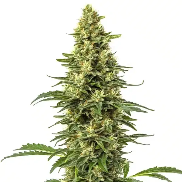CBD Sour Lemon (1:1) - Seeds Pack: 100-seeds