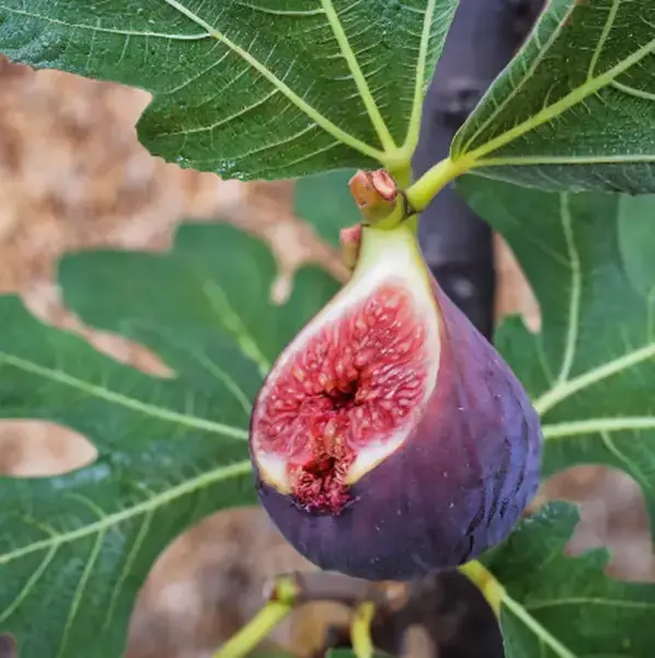 Chicago Hardy Fig Tree Live for Planting, Ficus Carica Tree for The Patio and Garden 4 to 6 Inch Tall