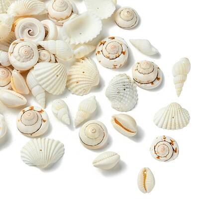 48Pcs 4 Styles Natural Shell Beads