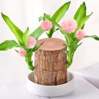 Brazilian Lucky Wood Plant Set, Natural Fortune-Bringing Ornaments Suitable for Office Desks, Desks, and Bedrooms