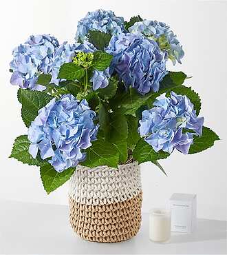 Beyond Blue Hydrangea and Smoldering Rose Gift Set - FedEx