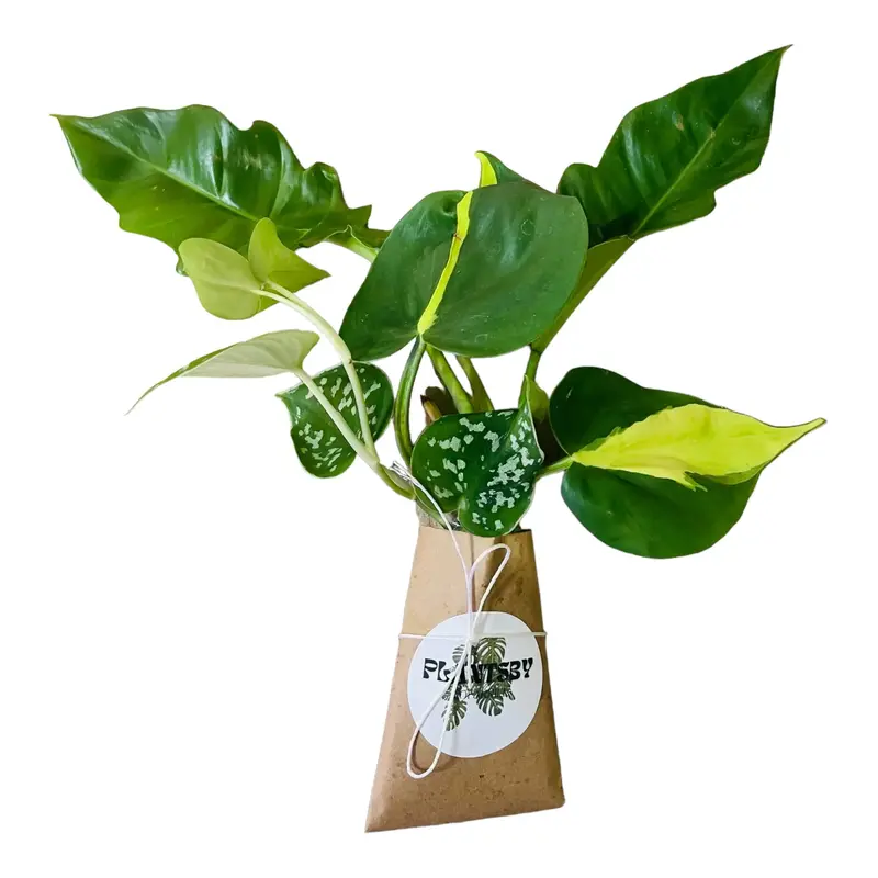 Plant Cuttings Box - 3 Mystery Cuttings.