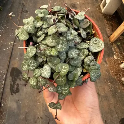 4” string of hearts ceropegia  plant