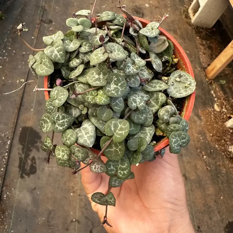 4” string of hearts ceropegia  plant