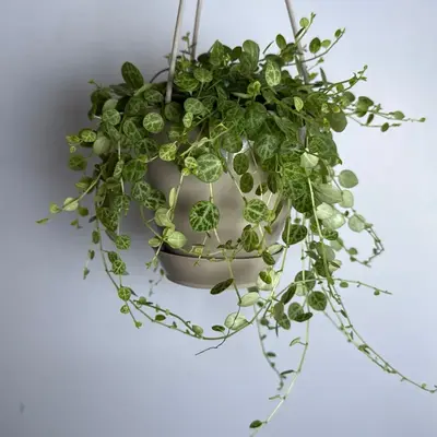 String of Turtles Plant 4.5\