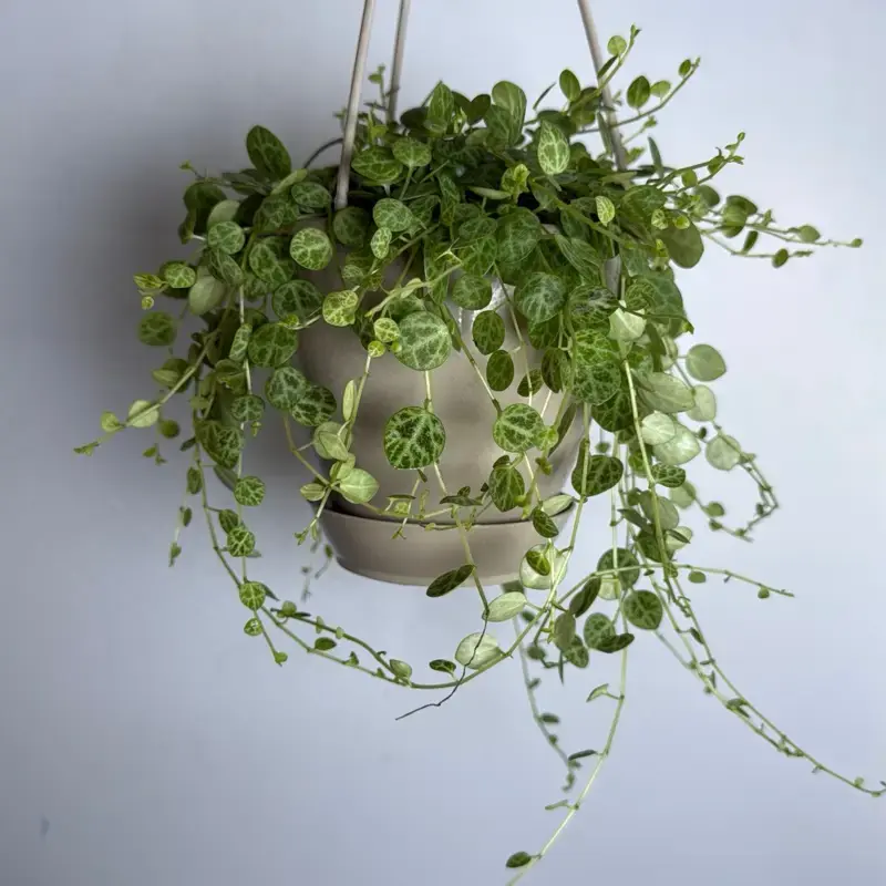 String of Turtles Plant 4.5\