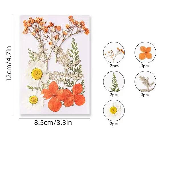 Dried Flower Sets