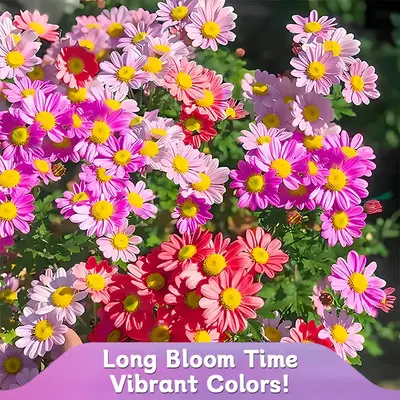Pest Killer: Chrysanthemum Daisy Seeds – 500-2000 Seeds, Easy to Grow, Perennial Plants, Natural Insect Repellent, Non-GMO,...