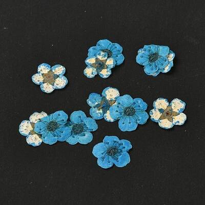 Narcissus Embossing Dried Flowers