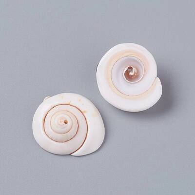 Natural Shiva Eye Shell Beads