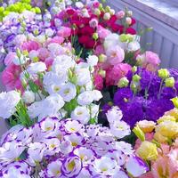 1000 Lisianthus Seeds for Planting, Mixed Color Eustoma Flower Seeds, Thornless Rose Seed, Non-GMO Eustoma Grandiflorum Peren...