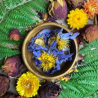 Lotus Flower Natural Dried Flowers - Egyptian Lotus Blue Flowers