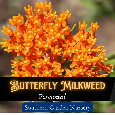 Butterfly Milkweed Seeds for Monarch Butterflies, Orange Native Wildflowers, Pollinator Garden, Wildlife Garden, Perennial Fl...
