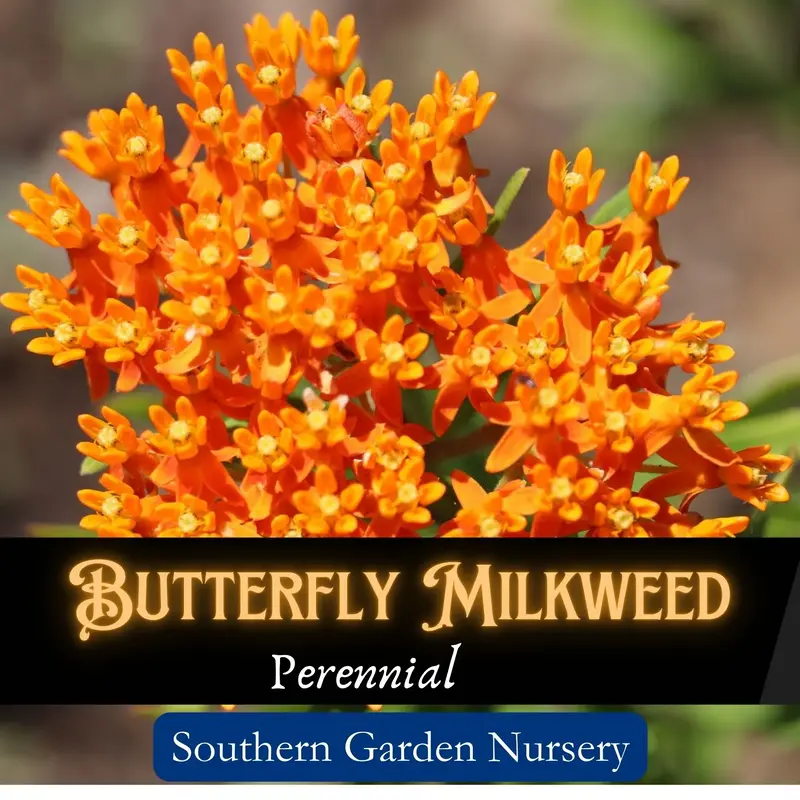 Butterfly Milkweed Seeds for Monarch Butterflies, Orange Native Wildflowers, Pollinator Garden, Wildlife Garden, Perennial Fl...
