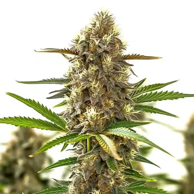 Super Purple Auto CBD (1:1) - Seeds Pack: 9-seeds