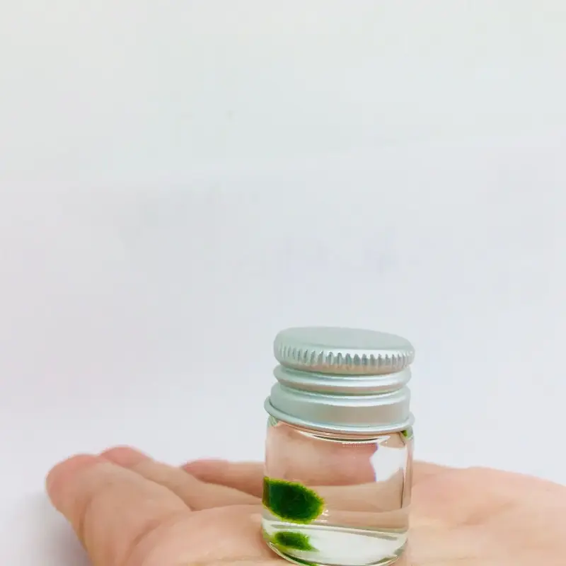 Live Marimo Moss Ball Super Mini Plant Bottle Jar Gift For Kids - Aquarium Plants Aquascape Tank Decor aquatic plant aquarium...