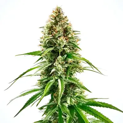 Cinderella 99 x Blueberry - Seeds Pack: 6-seeds