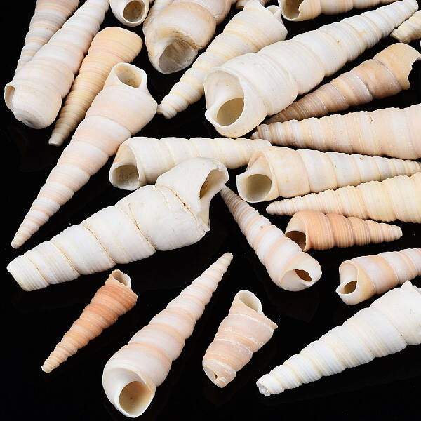 Natural Spiral Shell Beads