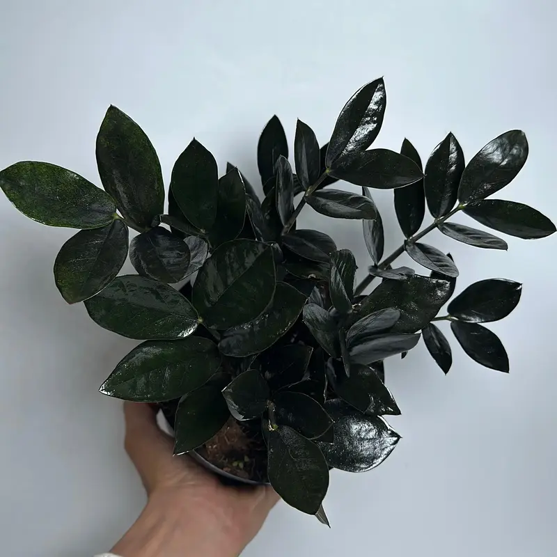 Black Raven ZZ Plant 6\