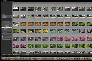 Introduction to Features of the Library Module in Adobe Lightroom