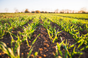Agricultural Science - Soil Science and Plant Nutrition