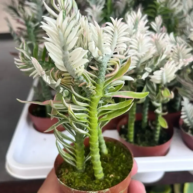 Variegated Euphorbia Backbone Plant in 3” pot - Houseplant & Succulent
