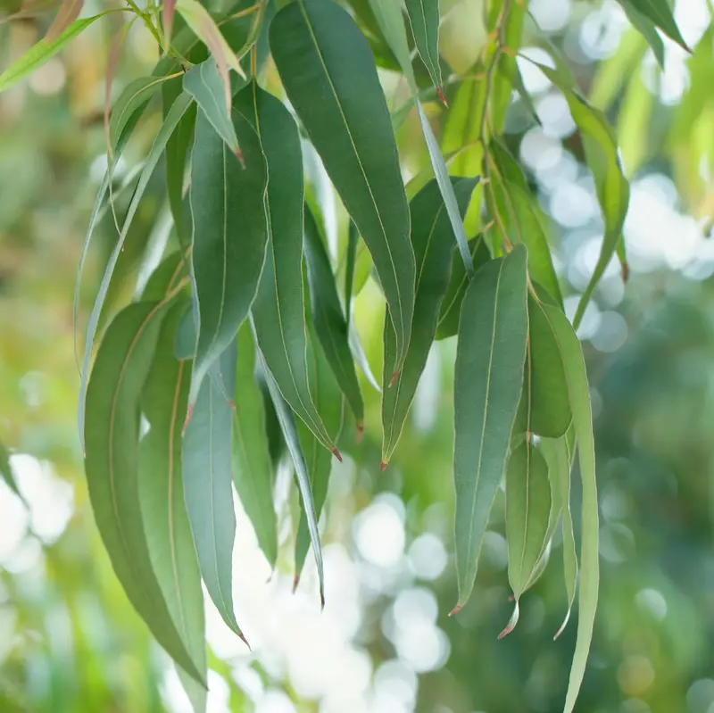 Eucalyptus Pure Essential Oil - 17mL & 60mL sizes | Fair Trade + Ethically Sourced | Size: 60mL