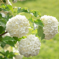 Old Fashion Snowball Viburnum Bush - Viburnum Live Plant - 4 -12\