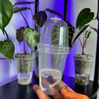 Large 3-inch Self-Watering Cup + Dome