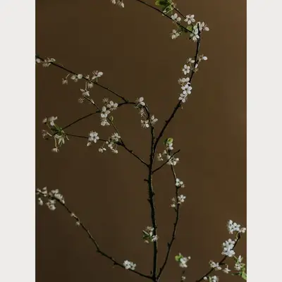 Branches and Blossoms - 5 | Size: 24