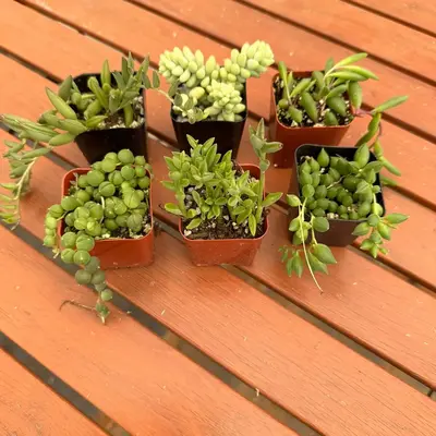6pack 2β pots collection string of things : bananas, dolphins, pearls ,tears, rubys necklace , and donkey tail live succul...