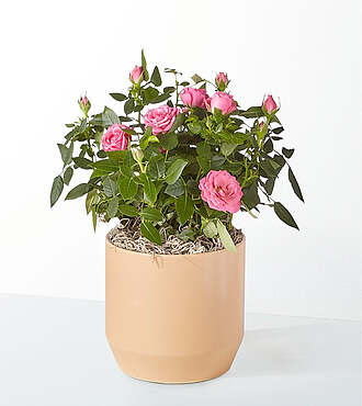 Young Love Pink Rose Plant - FedEx