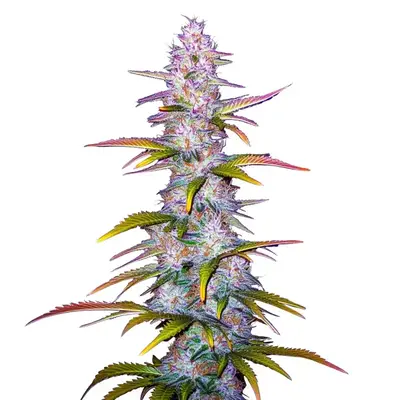 Jack Horror - Seeds Pack: 6-seeds