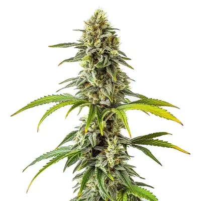 CBD Cream Cheese (1:1) - Seeds Pack: 6-seeds
