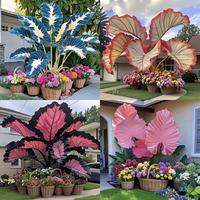 100 Pcs Caladium Seeds | Large - Leafed Arrowroot & Bicolor Caladium Seeds - All - Season Potted Flower Seeds for Stunning Di...