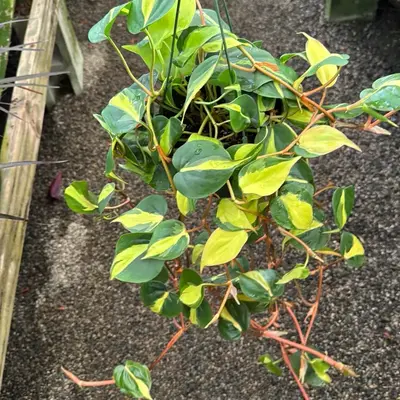 Philodendron Brasil 6 inch pot