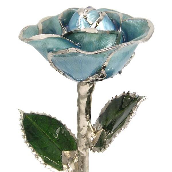 Silver Trimmed Light Blue 11 Rose