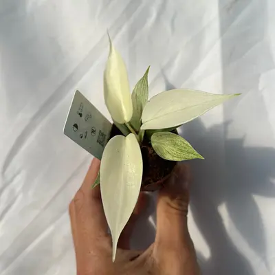 Philodendron Florida ghost mint  2\