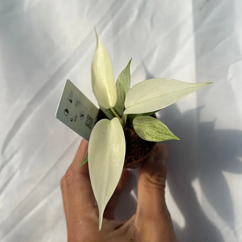 Philodendron Florida ghost mint 2\