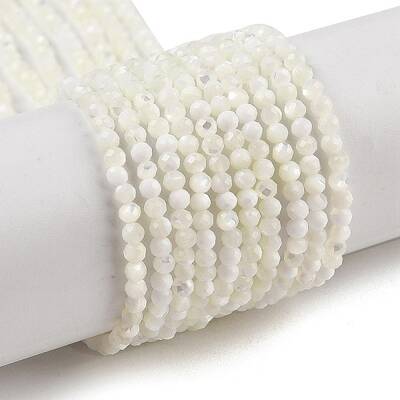 Natural Trochus Shell Beads Strands