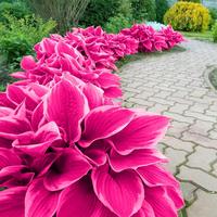 800 seeds of pink Hosta plants for outdoor and indoor use, attracting pollinators. Perennial bonsai decoration, Hosta seeds