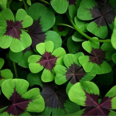 CZ GRAIN Iron Cross Shamrock Bulbs - 5 Bulbs to Plant - Good Luck Plant - Fast Growing Year Round Color Indoors or Outdoors -...